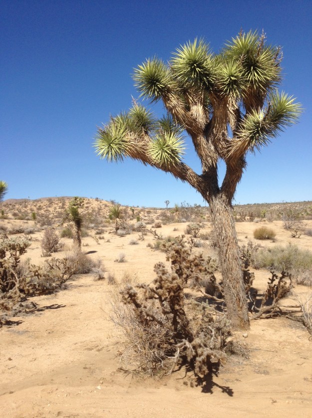 Joshua Tree