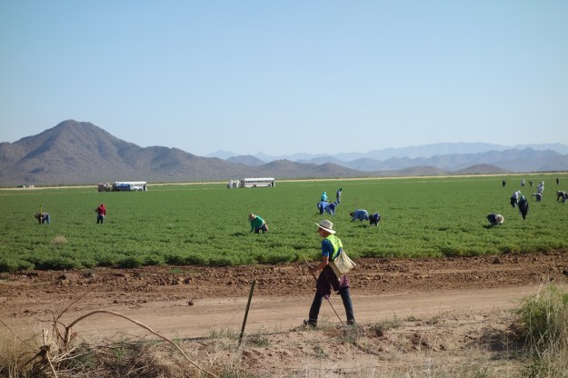 Large valley of irrigated squash with migrant workers in Sonoran desert along highway 60