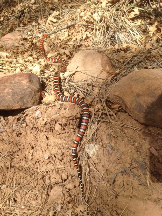 King snake on the trail