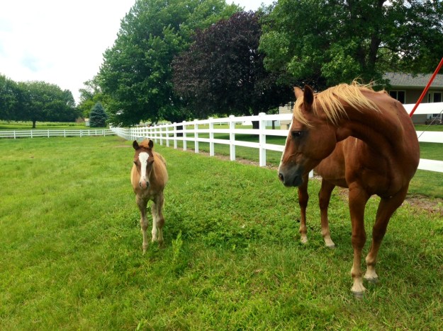 Curious mom and her foal in Prescott Iowa